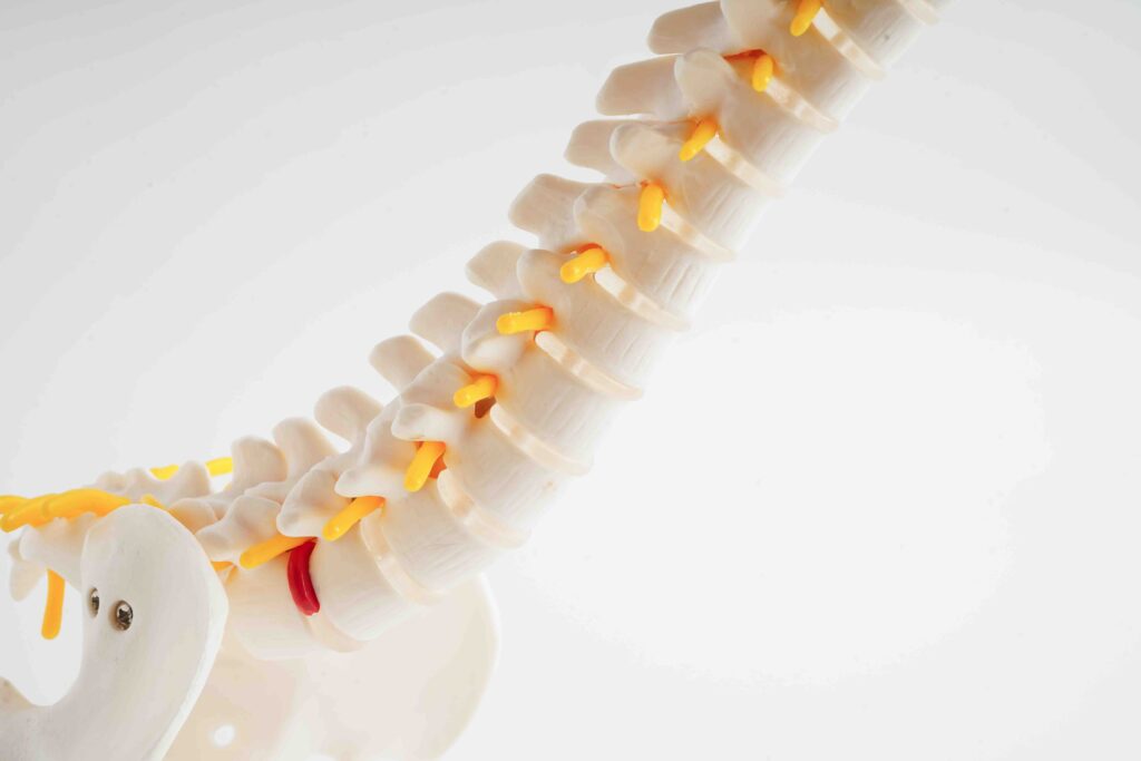 Denti e postura: il legame tra occlusione e benessere 1 denti e postura a Anzola dell'Emilia